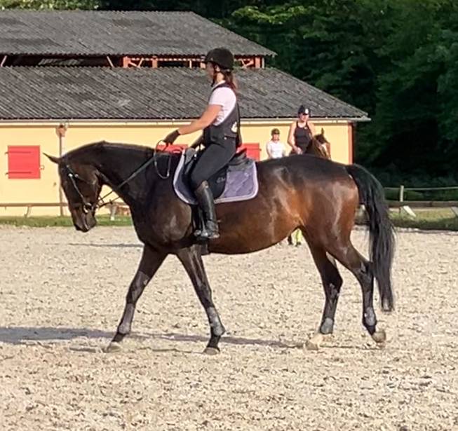 Jument SF 9 bai brun