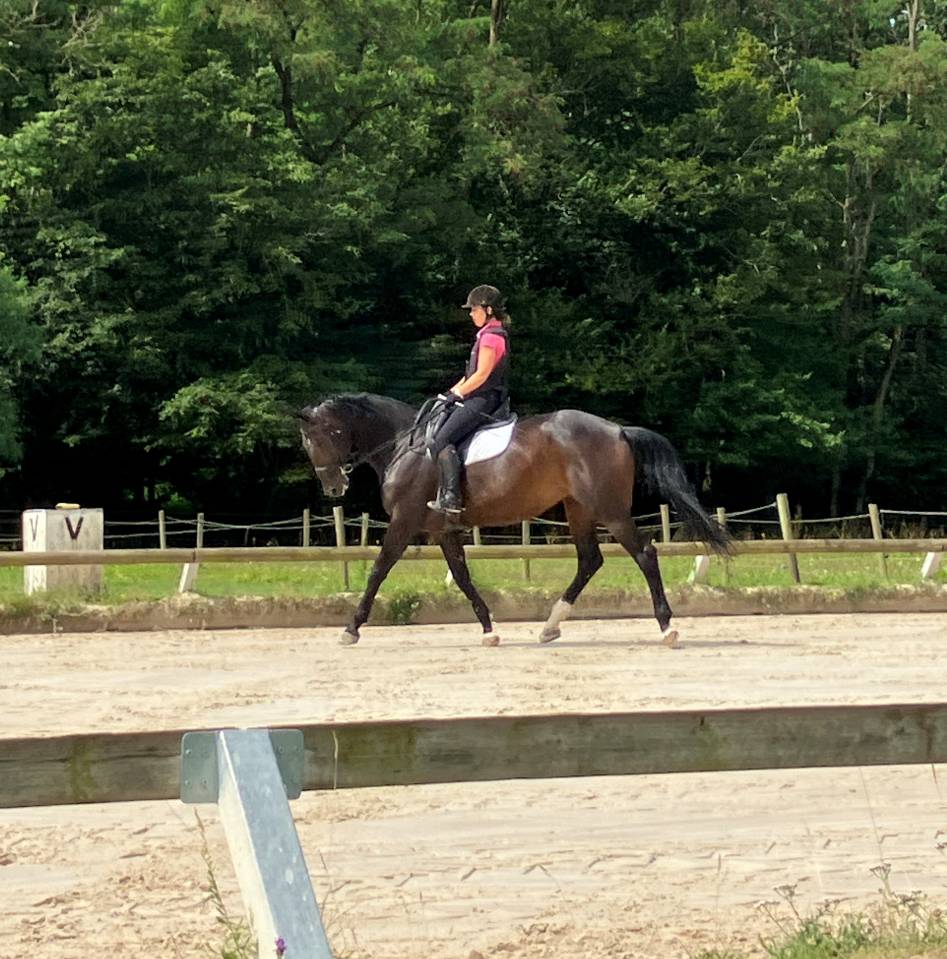 Jument SF 9 bai brun