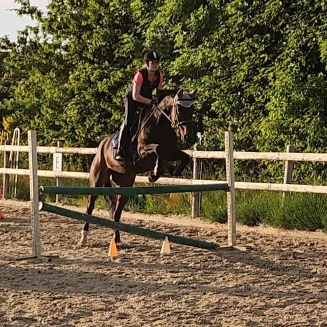 Jument SF 9 bai brun