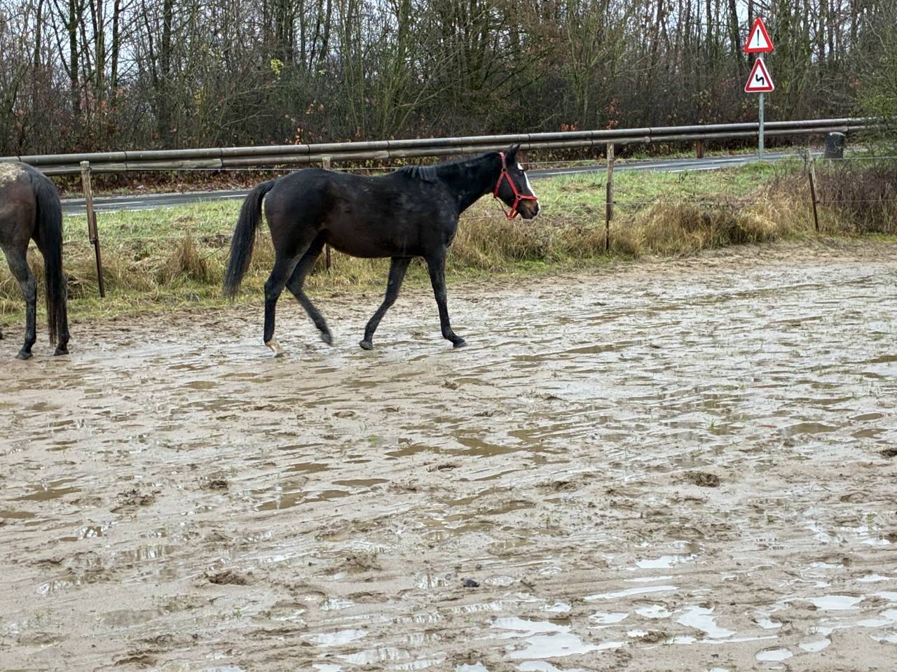 Superbe jument de 6 ans loisir