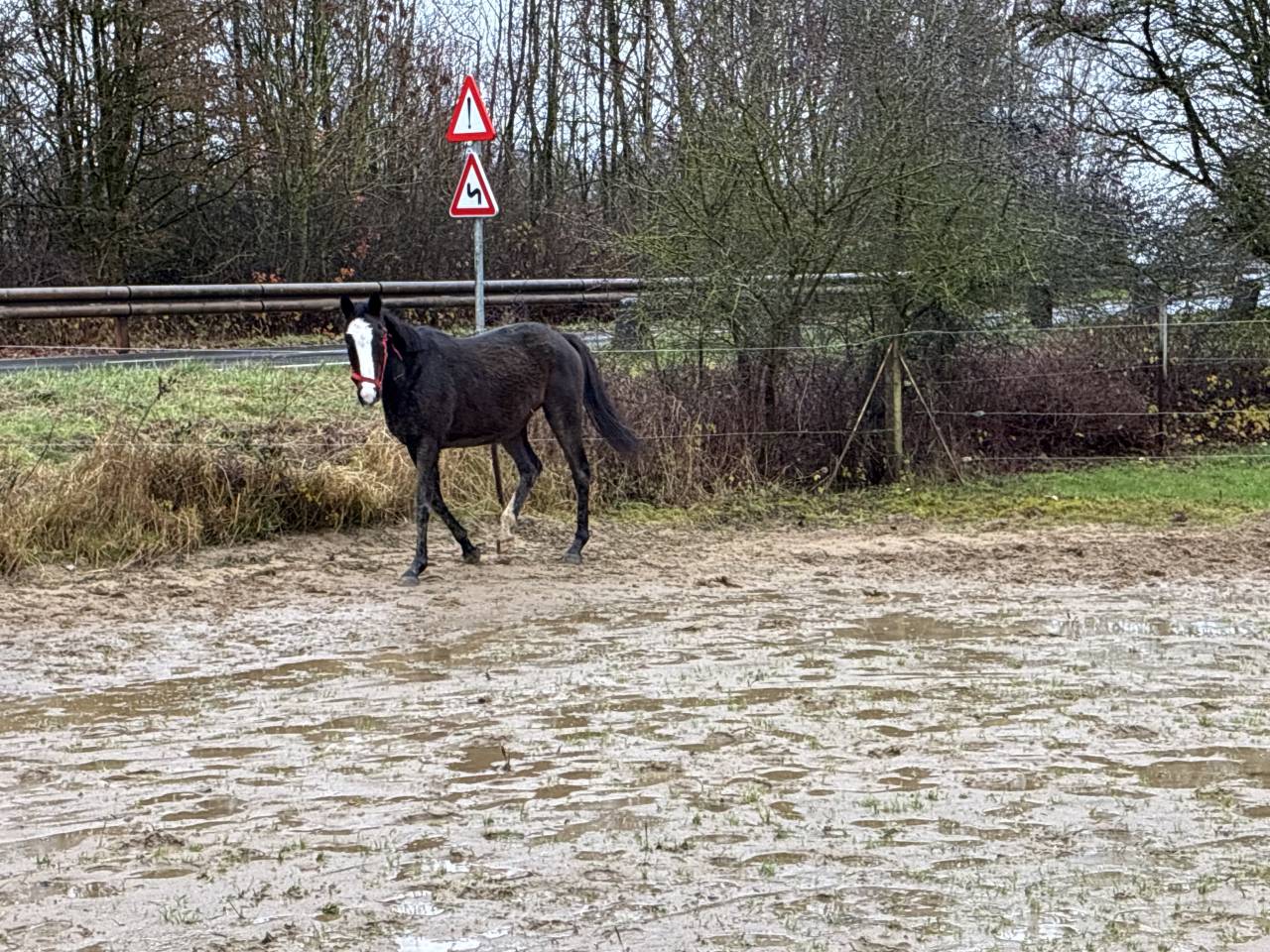 Superbe jument de 6 ans loisir