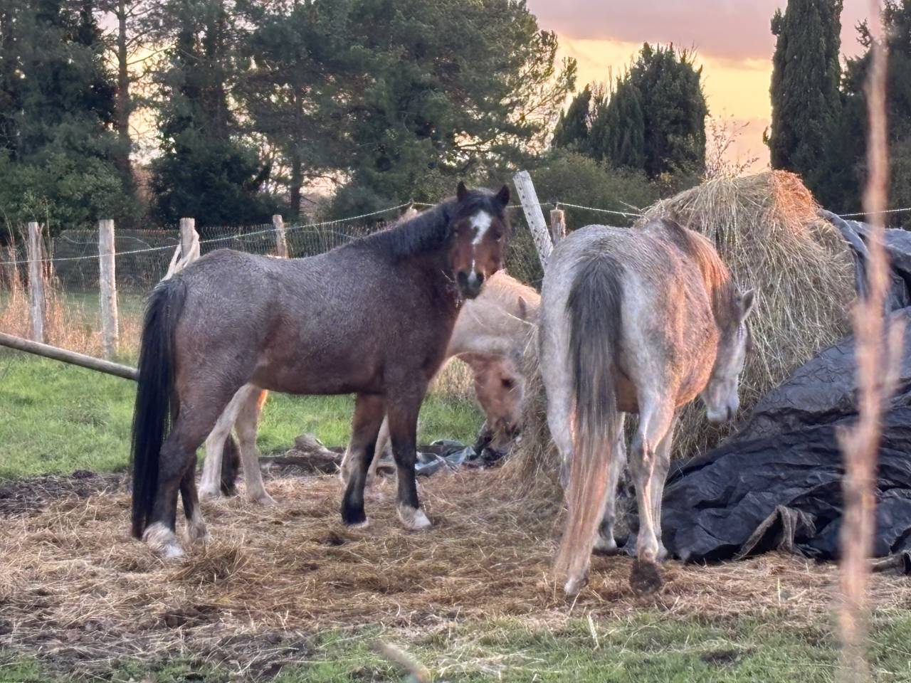 Ponette welsh mountain de 7 ans