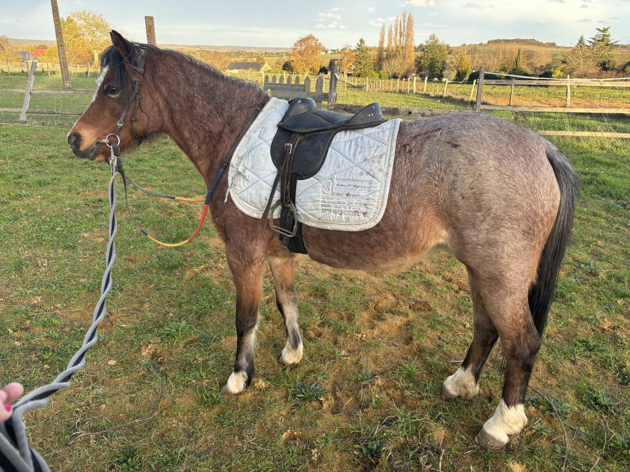 Ponette welsh mountain de 7 ans