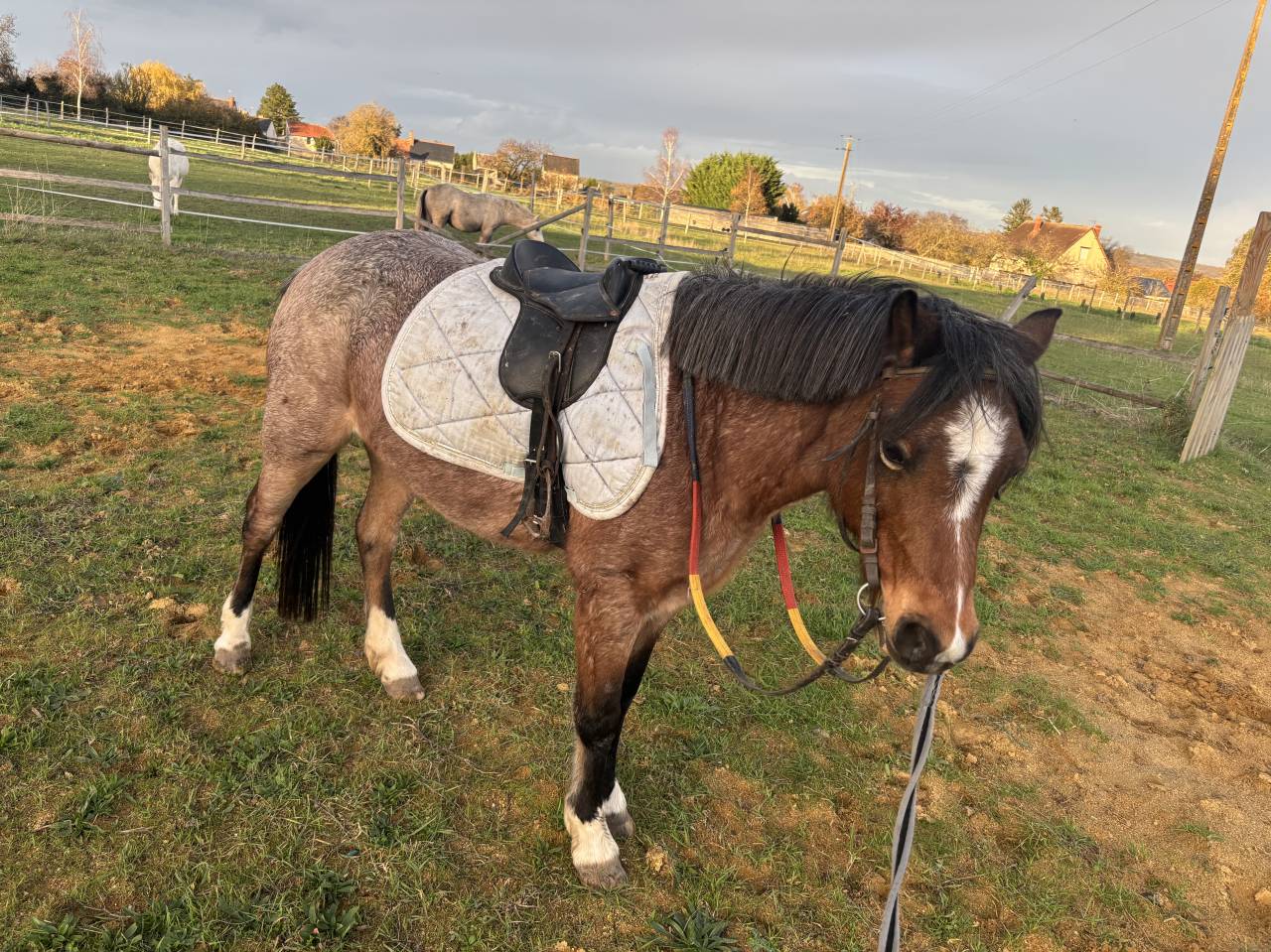 Ponette welsh mountain de 7 ans