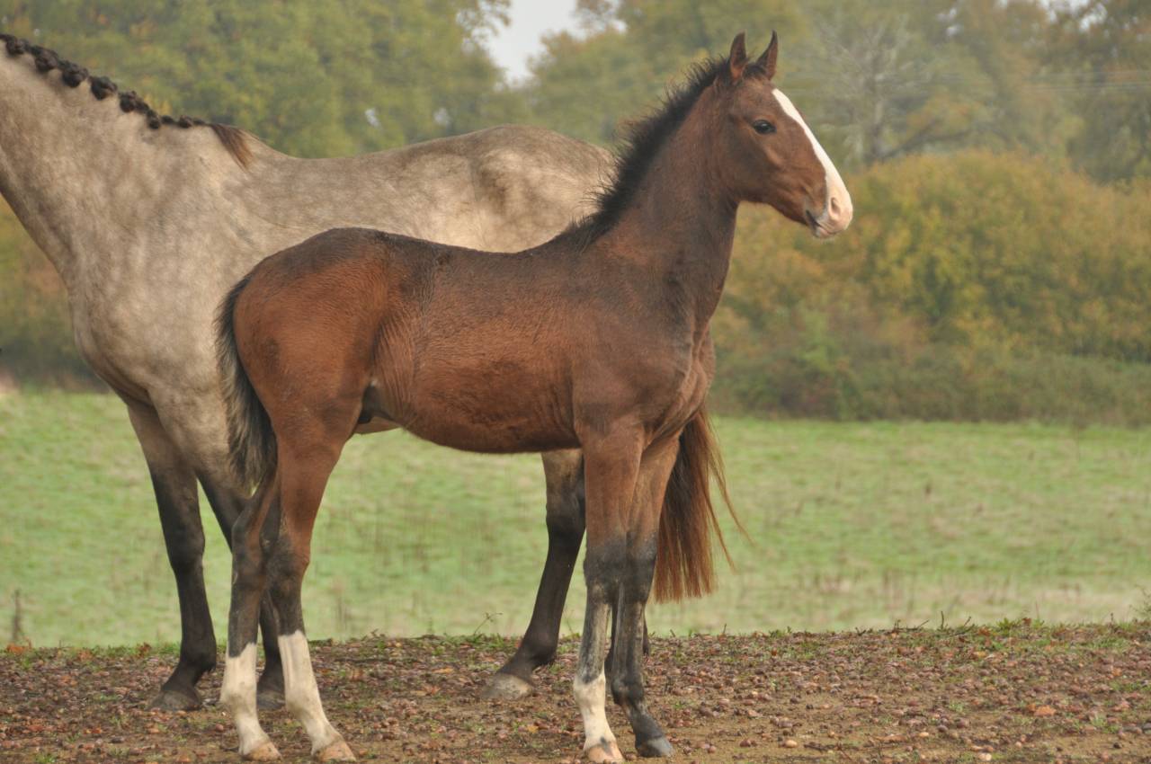 Vadeemos - poulain PSL 