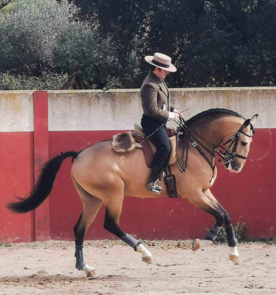 Vadeemos - poulain PSL 