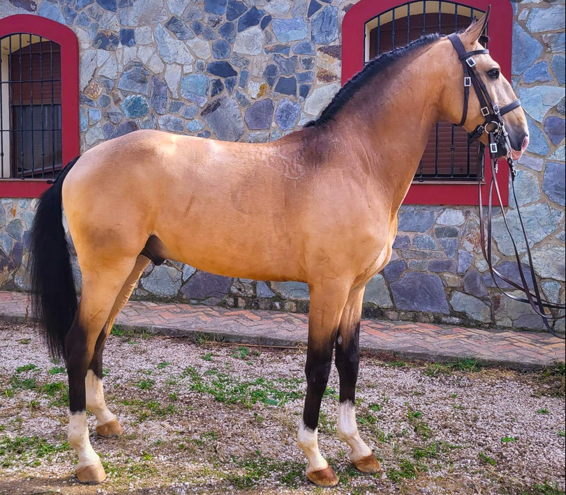 Vadeemos - poulain PSL 