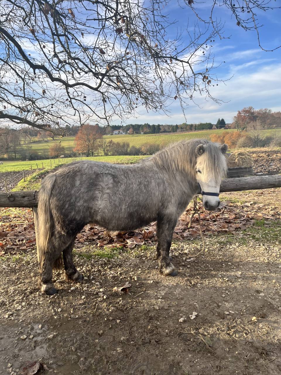 Très belle ponette d’avenir 
