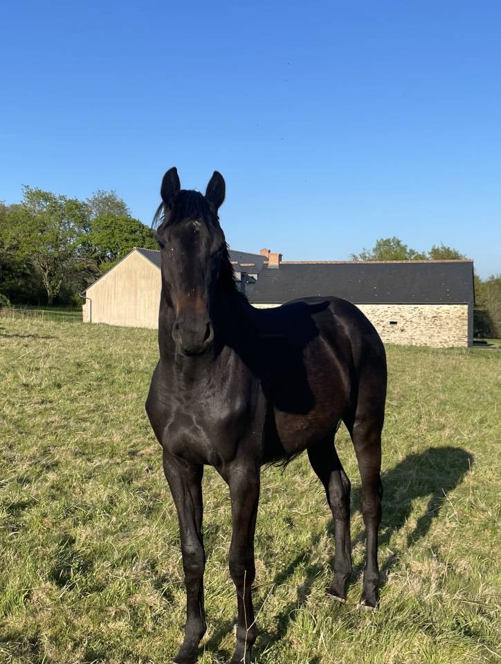 Magnifique jument d’avenir pour le CCE