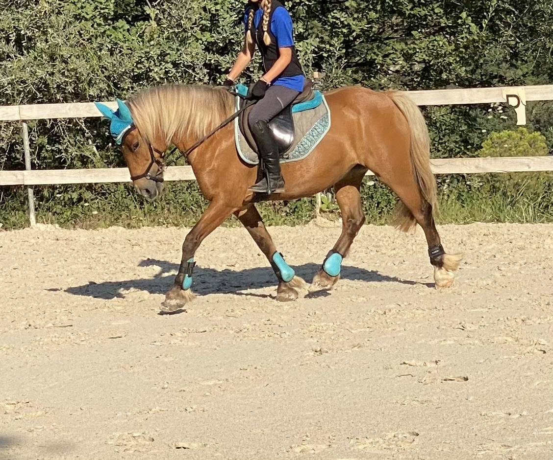 Poney D polyvalente et de grande qualité