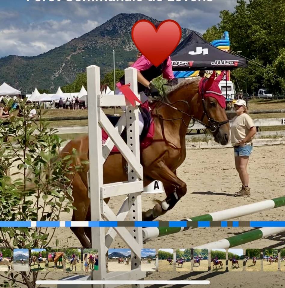 Poney D polyvalente et de grande qualité