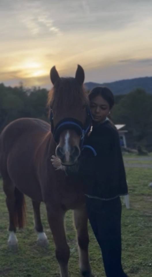 À la vente magnifique poney