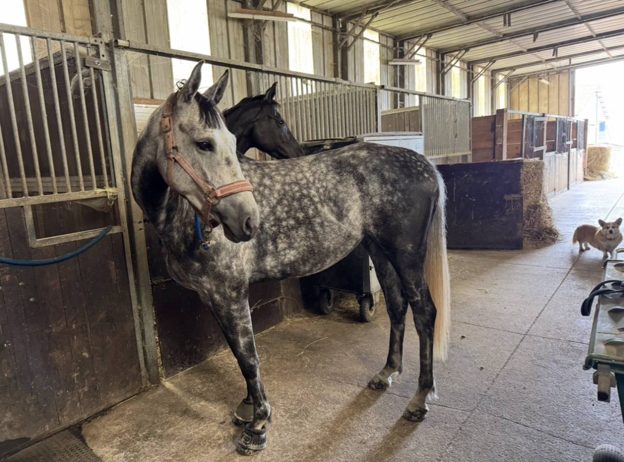 Superbe petite jument grise de 5 ans 