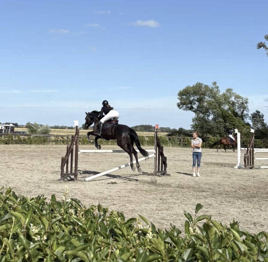 Hongre de 7 ans à vendre 