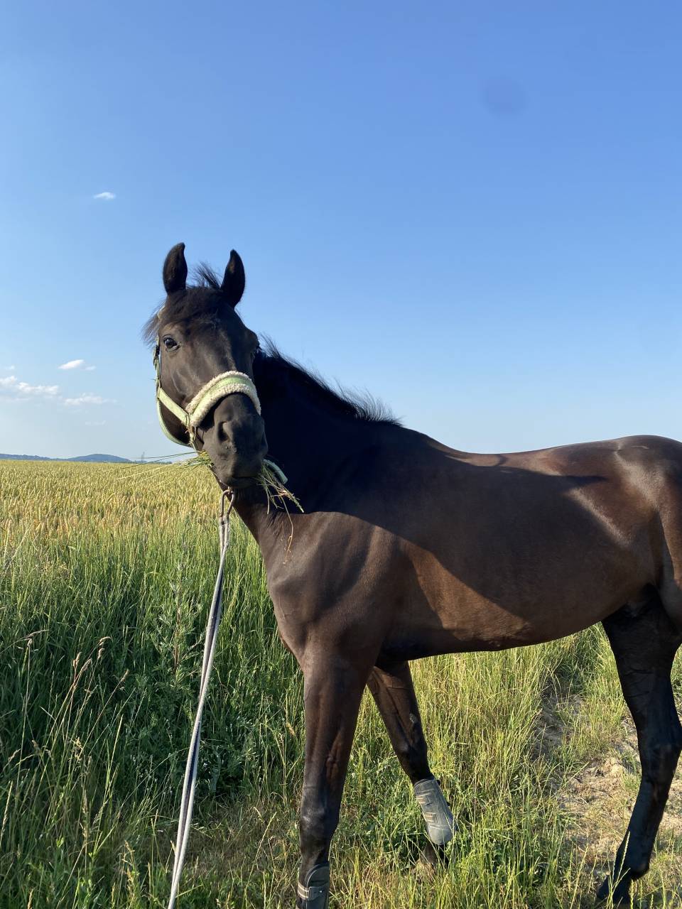 Hongre de 7 ans à vendre 