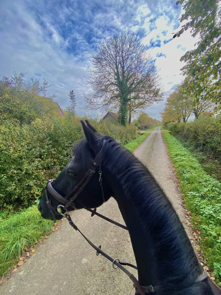 Hongre de 7 ans à vendre 