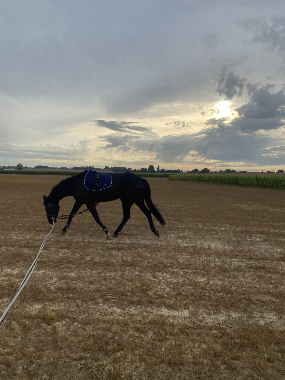 Hongre de 7 ans à vendre 