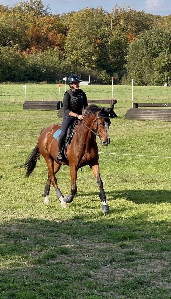 Hongre - 7 ans - Zangersheide