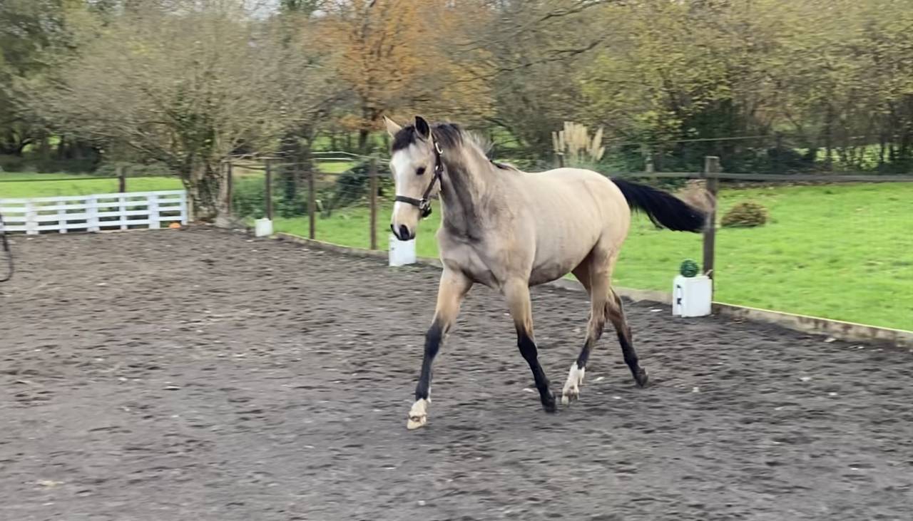 Jolie pouliche de 2024