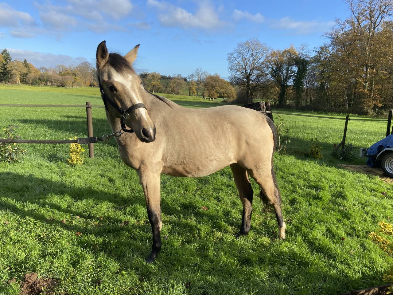 Jolie pouliche de 2024