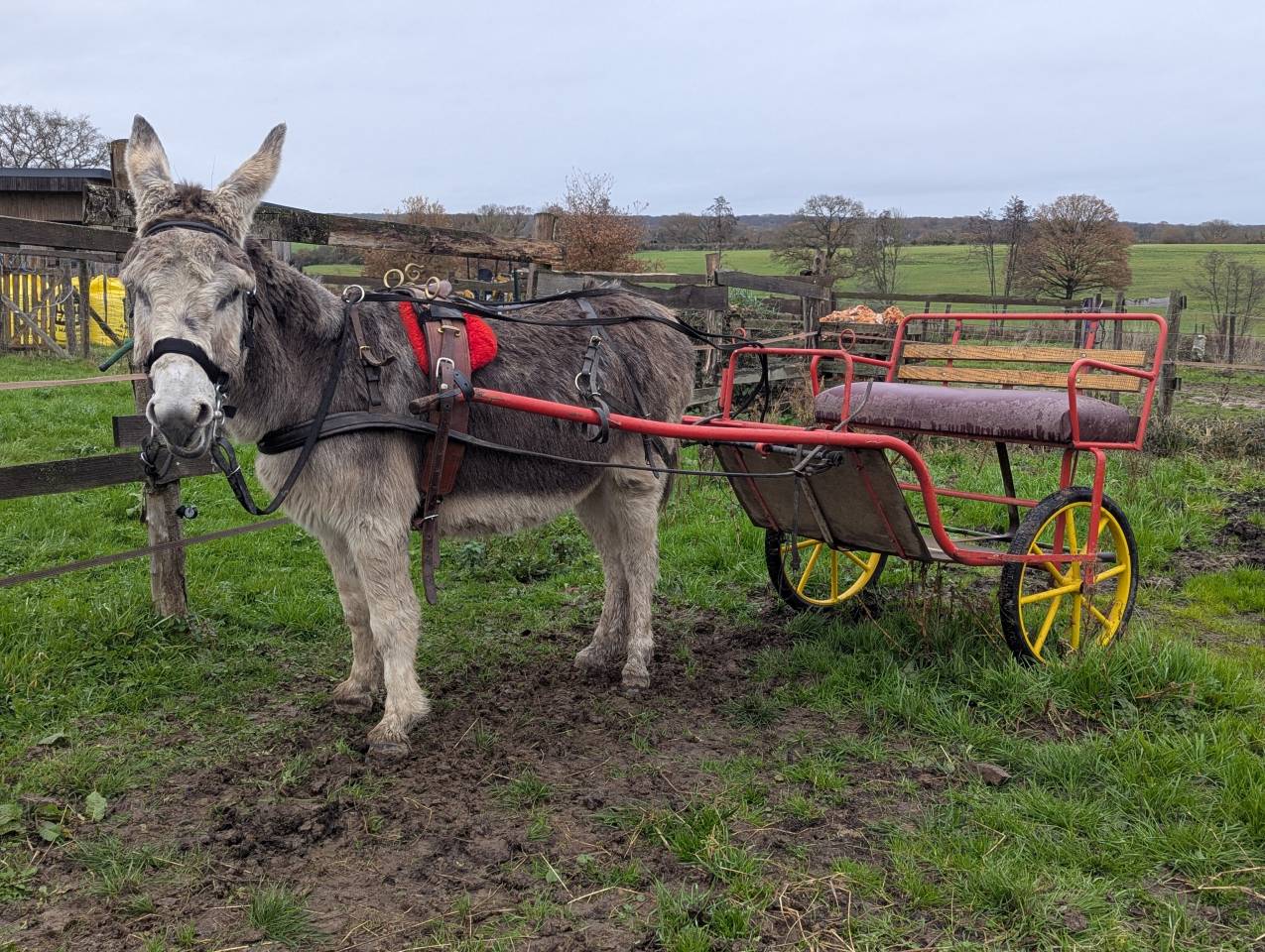 Ânes ânesses anons 