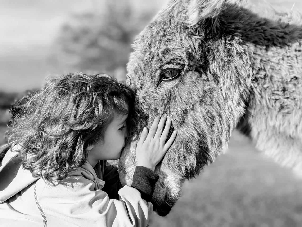 Ânes ânesses anons 