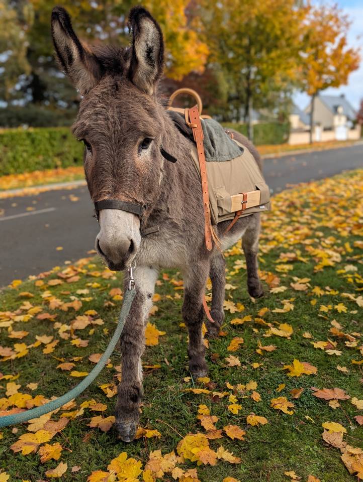 Ânes ânesses anons 