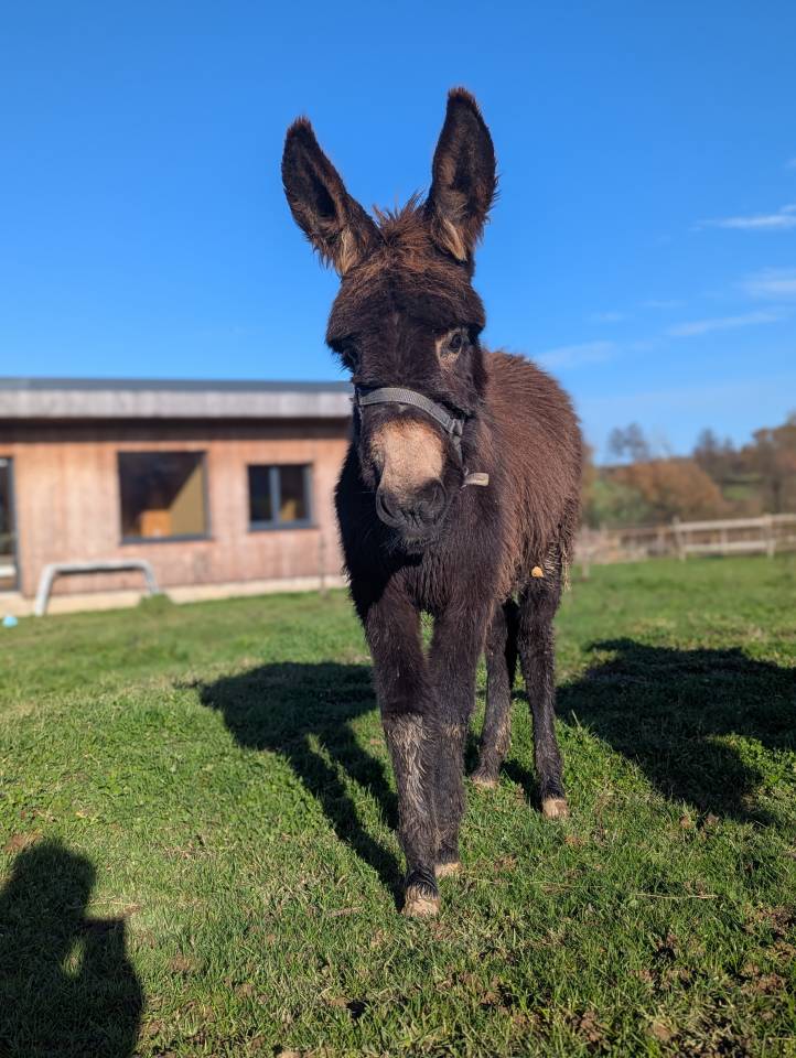 Ânes ânesses anons 