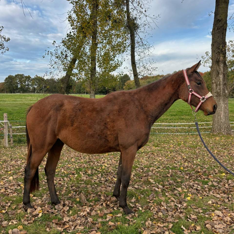 Jument de 3 ans en 2026