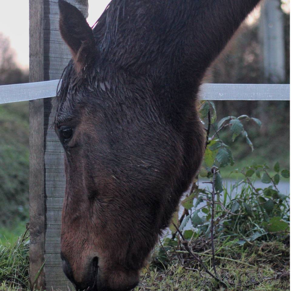 Jument de 3 ans en 2026