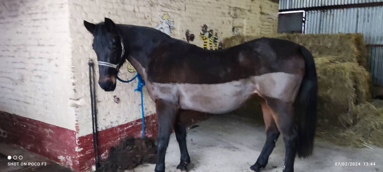 Jument 21 ans a placer pour compagnie