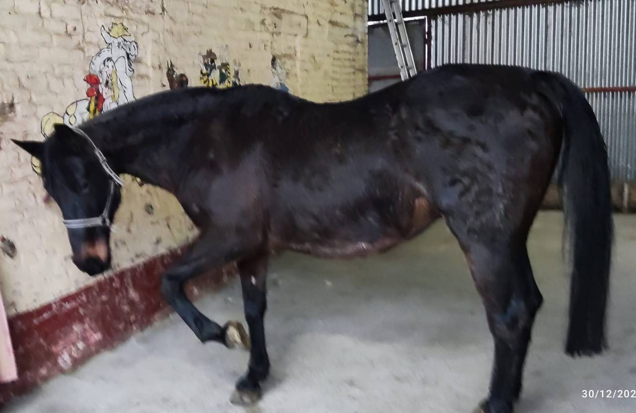 Jument 21 ans a placer pour compagnie