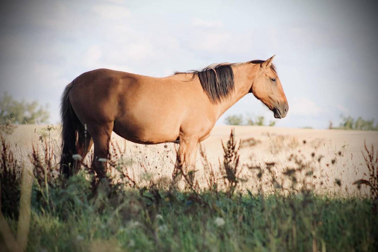 Jument lusitanienne - POULINIERE 