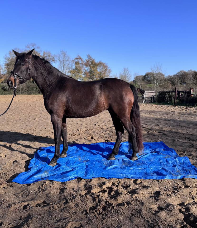 Jument isabelle brown