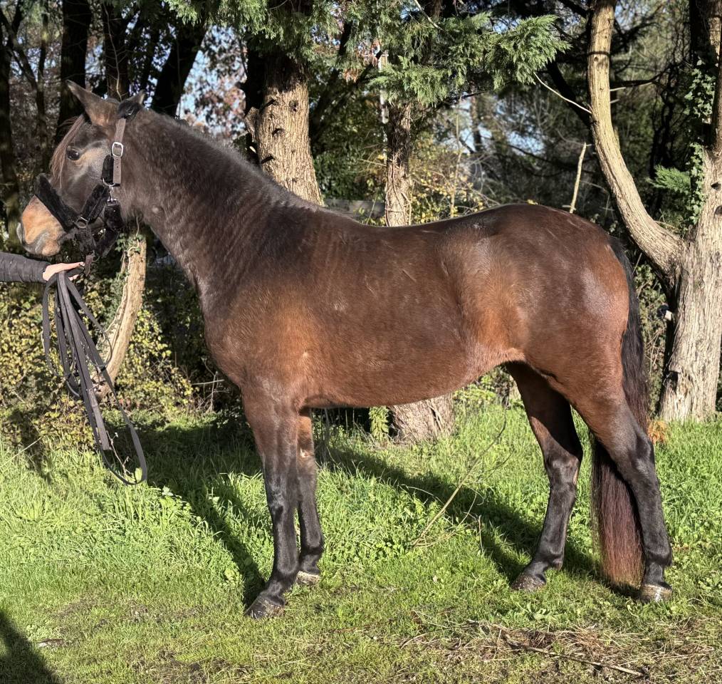 Jument isabelle brown