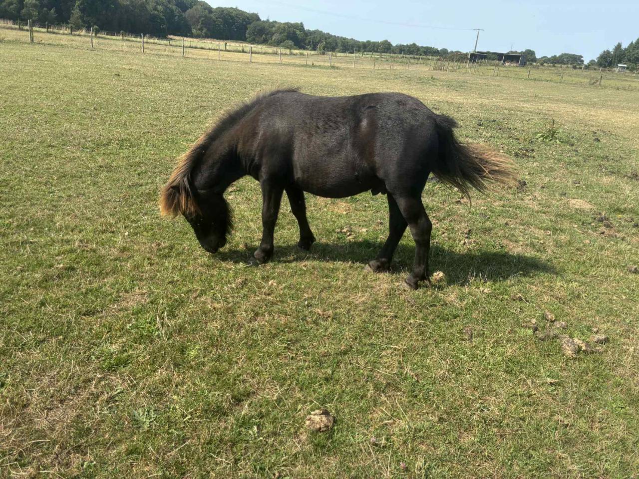 Poneys Shetland hongre 2 ans standards