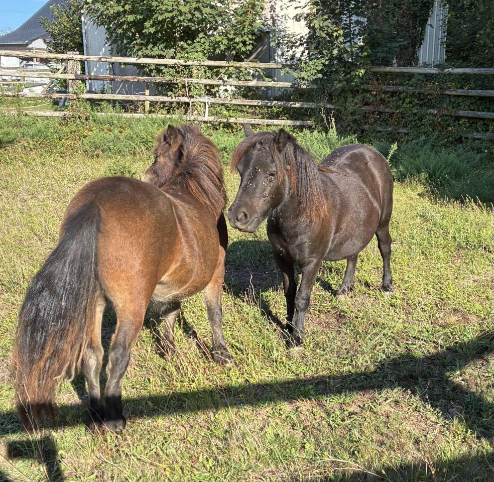 Poneys Shetland hongre 2 ans standards