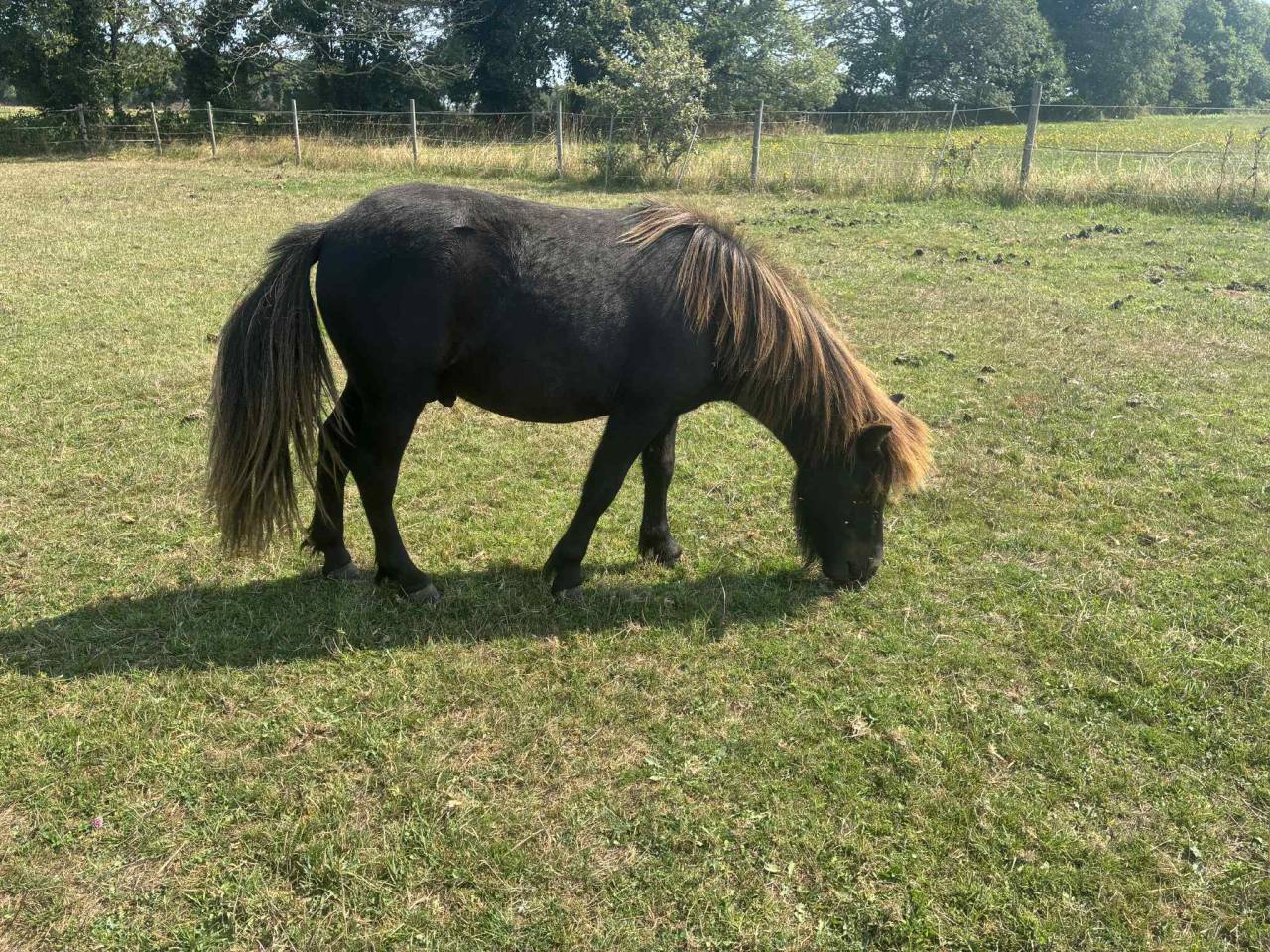 Poneys Shetland hongre 2 ans standards