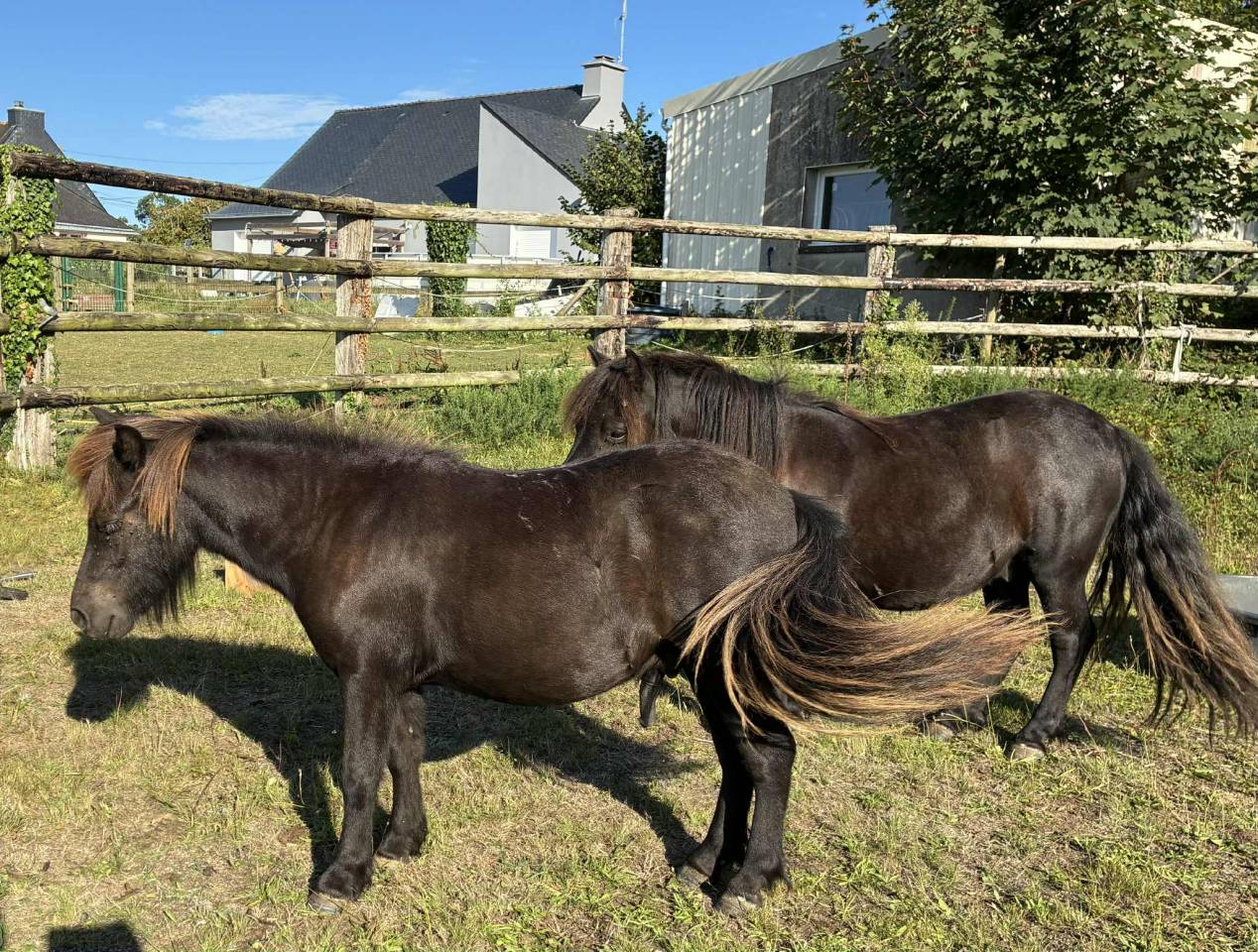 Poneys Shetland hongre 2 ans standards