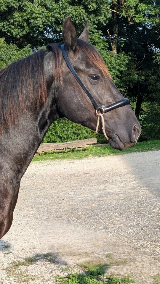 N' Joy, Superbe Quarter Horse Mâle de 2 Ans au Caractèr