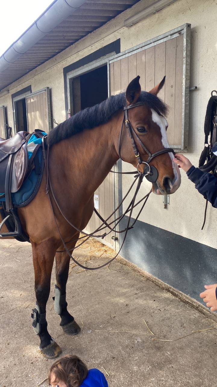 Recherche Dp pour mon poney de 7 ans 