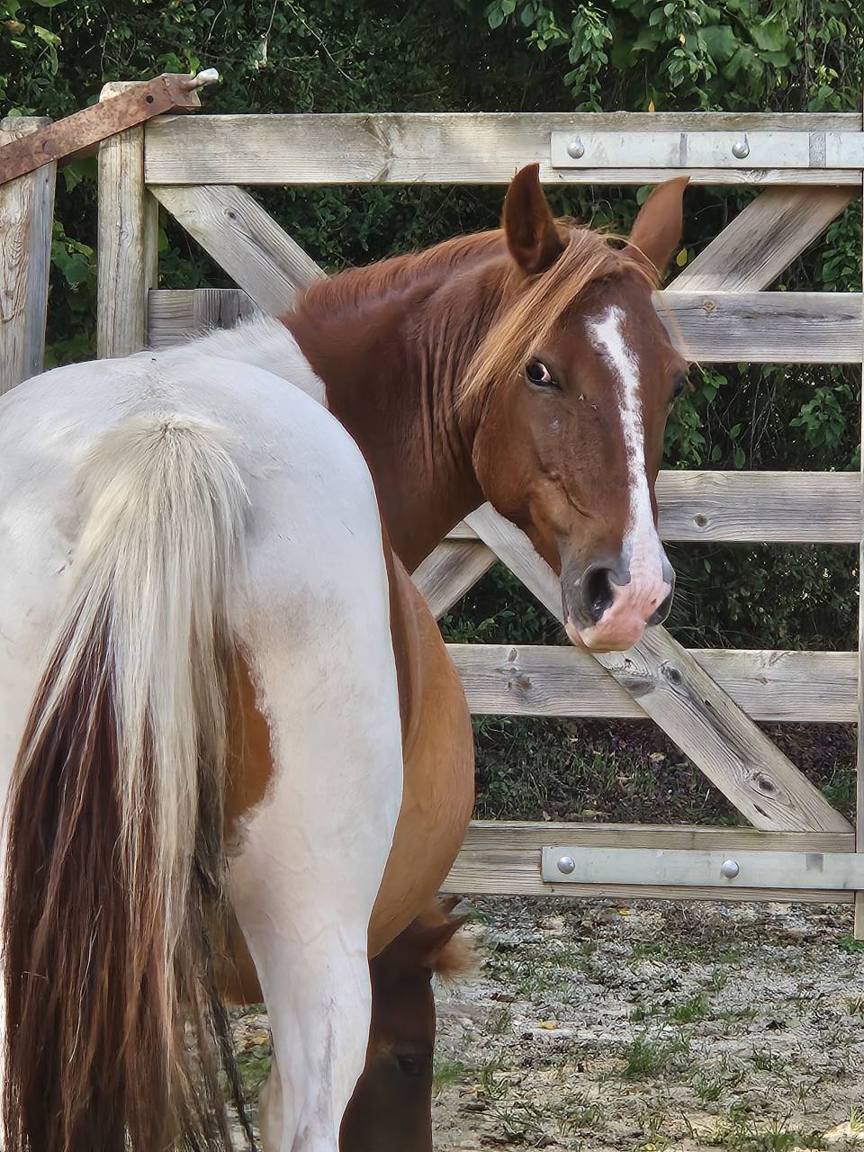 Ponette pie poulinière OC 6 ans 