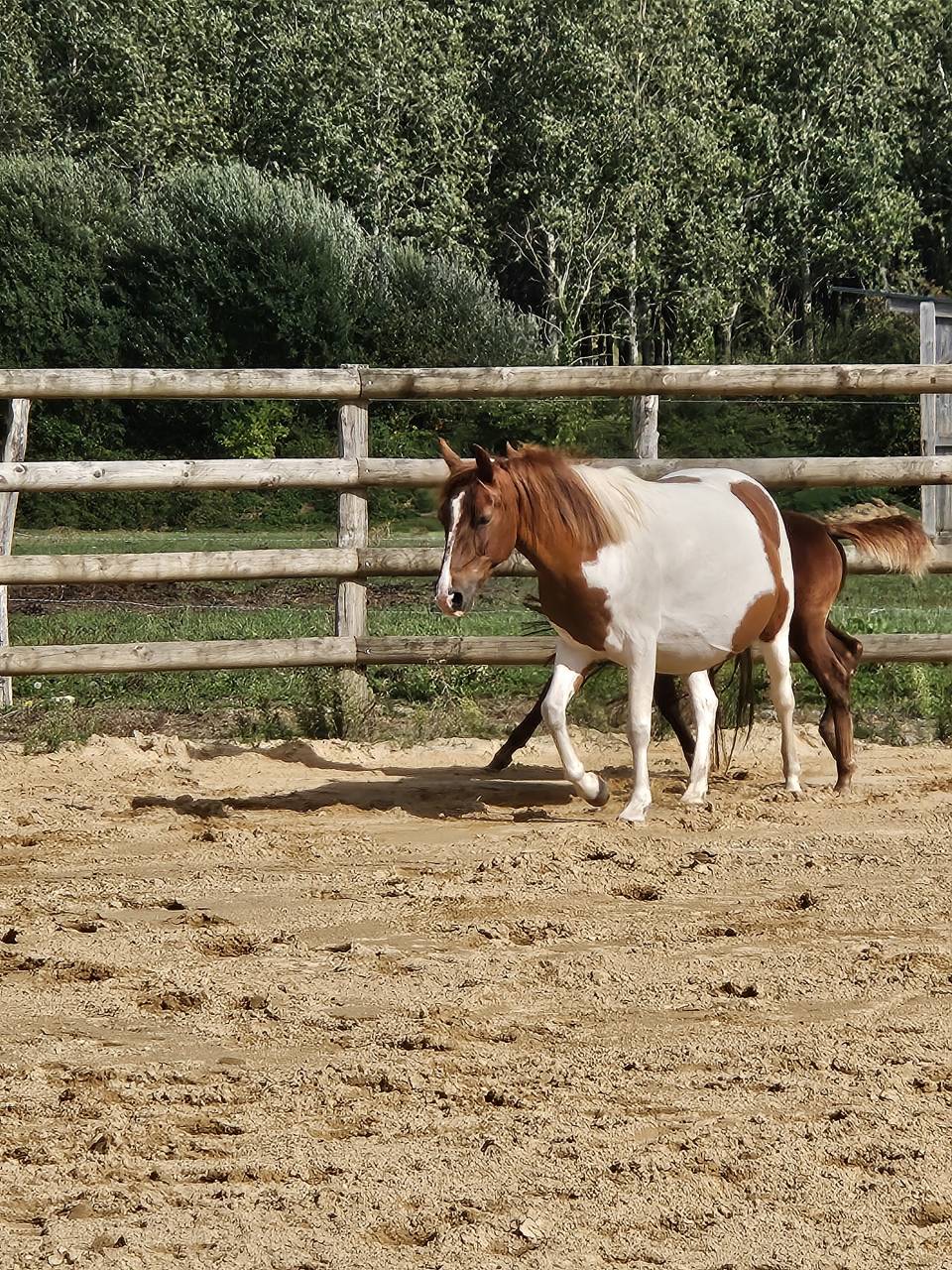 Ponette pie poulinière OC 6 ans 