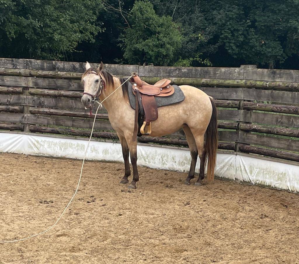 jument rocky mountain horse certifié