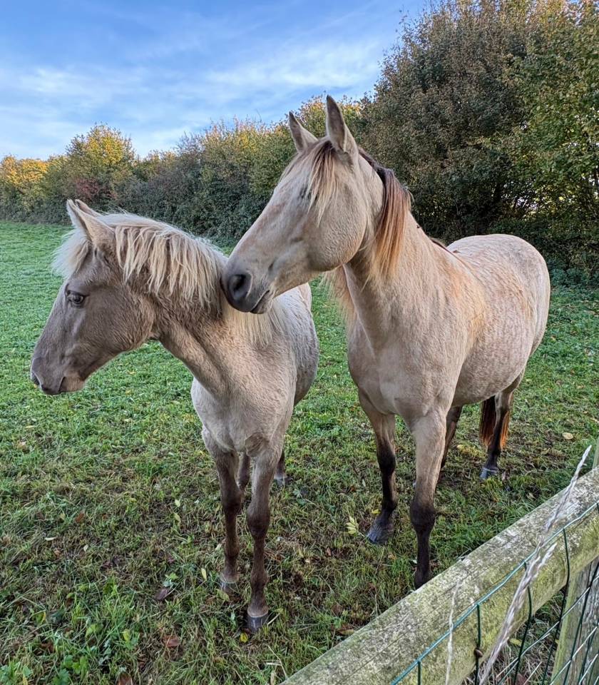 jument rocky mountain horse certifié