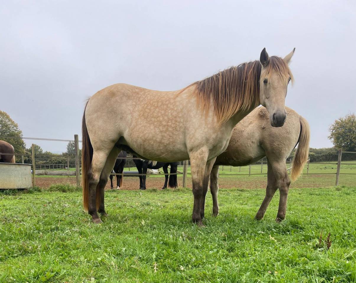 jument rocky mountain horse certifié