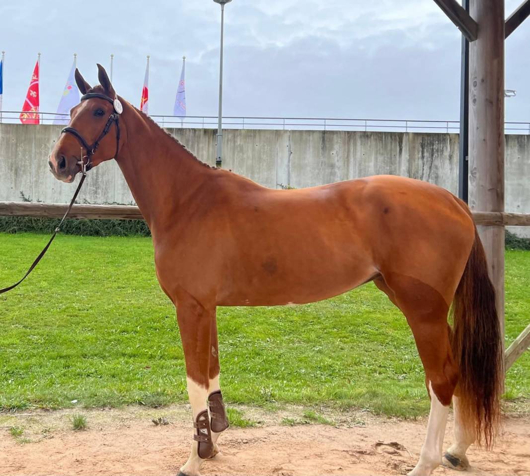 Jument SF 3 ans Falko de Hus