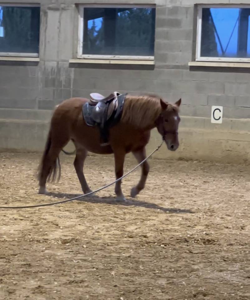 Superbe ponette 5 ans 