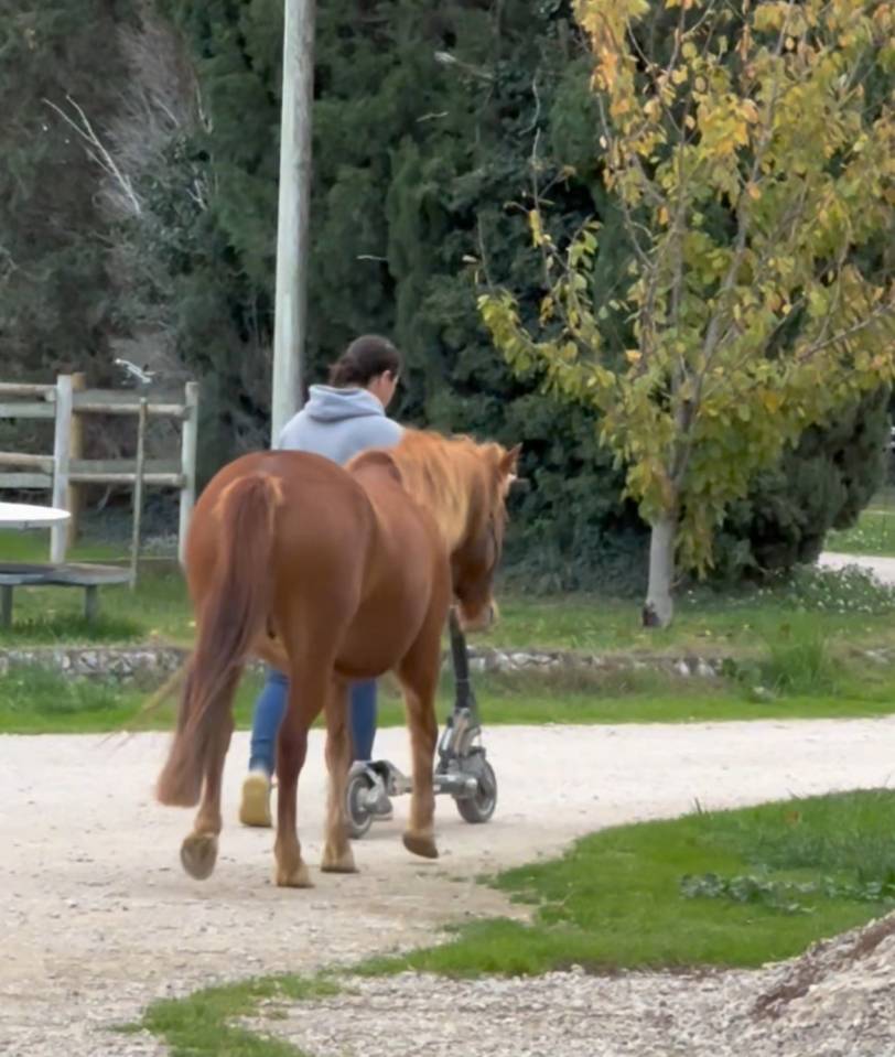Superbe ponette 5 ans 