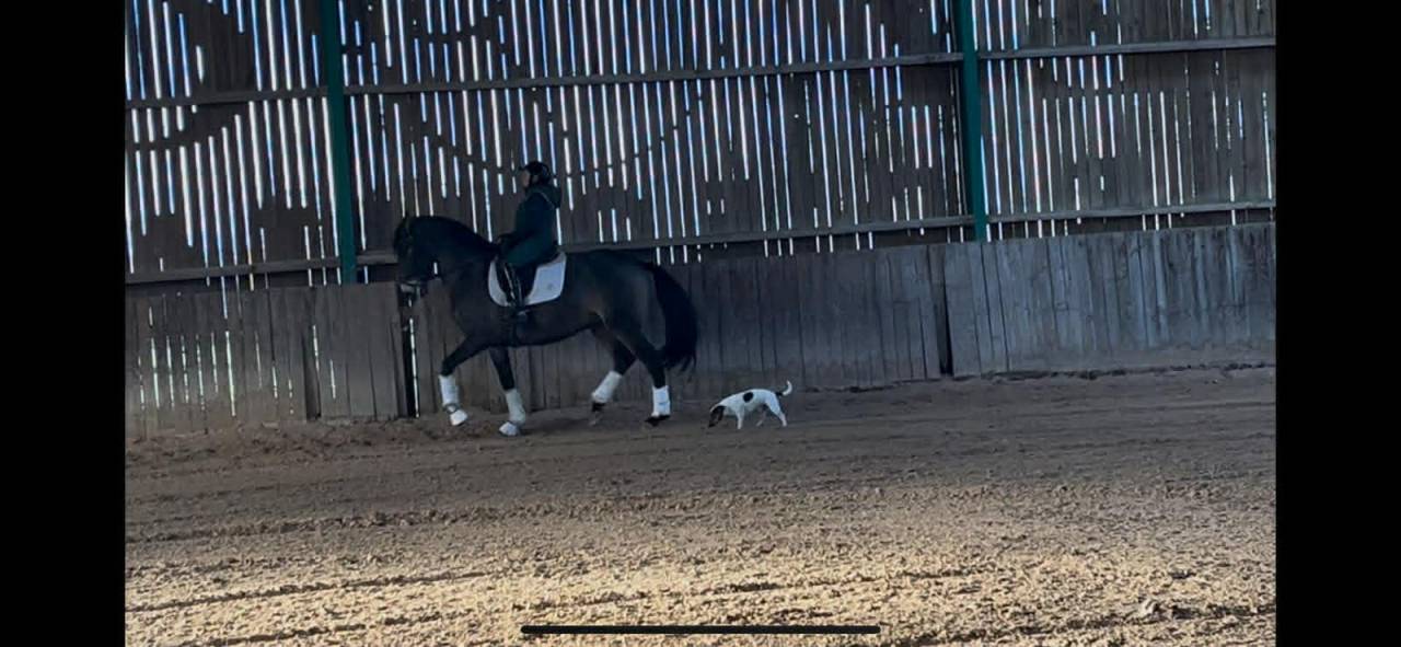 Hongre - Lusitanien - 7 ans - PSG- Piro Free